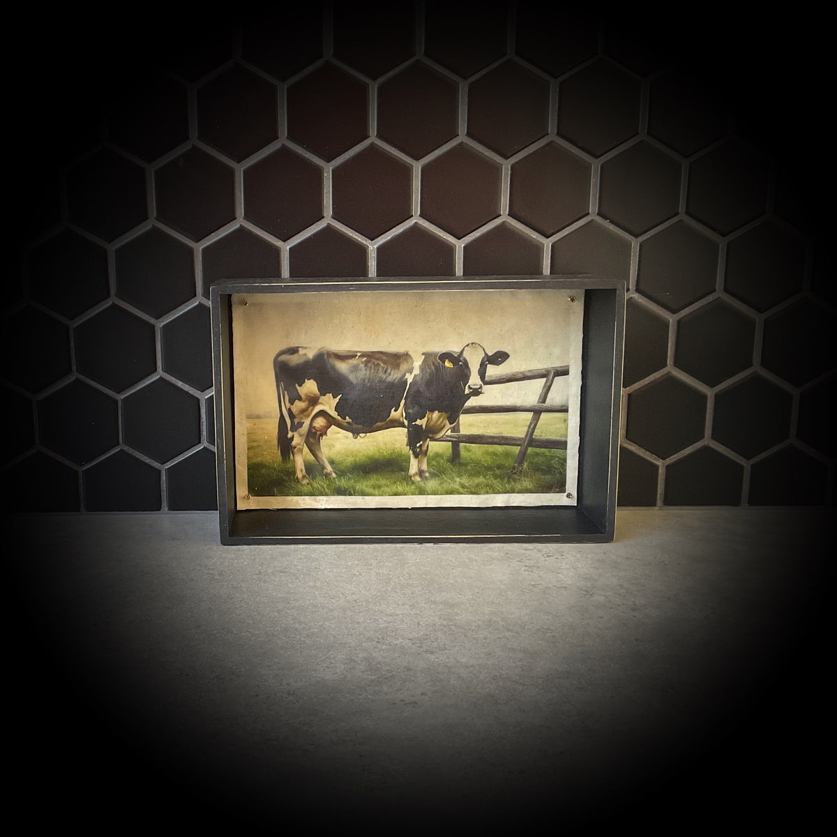 Dairy Cow  V2 Waxwork Shadowbox