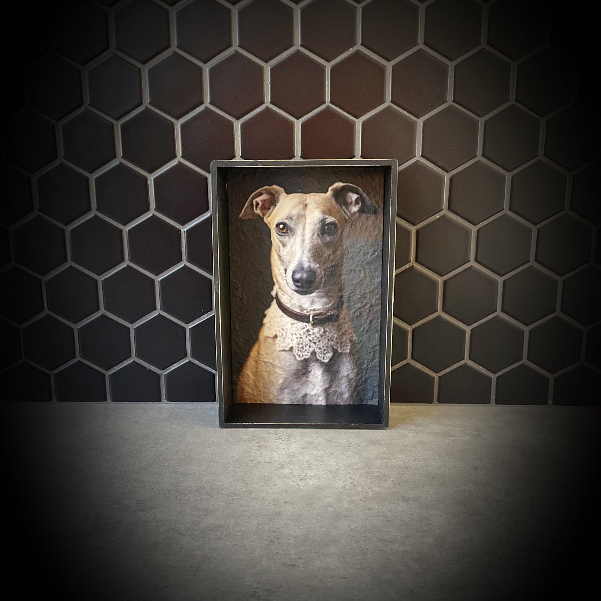 Regal Greyhound V2 Shadowbox